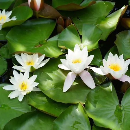 Spreewald-domizil Апартаменты