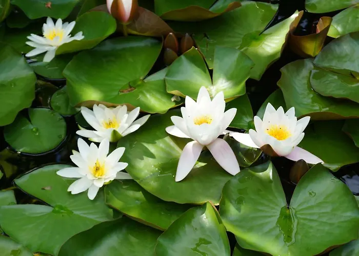 Spreewald-domizil Lägenhet